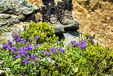 Purple wildflowers along a rocky pathway with hikers boots in the background, British Columbia, Canada