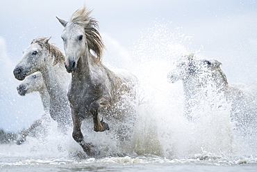 White horses of Camargue running out of the water, Camargue, France