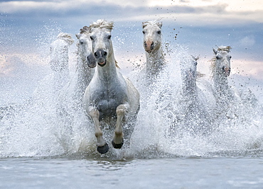 White horses of Camargue running out of the water, Camargue, France