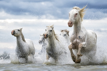 White horses of Camargue running out of the water, Camargue, France