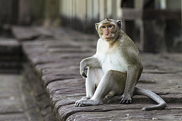 Long-tailed macaque sits on wall looking up, Can Gio, Ho Chi Minh, Vietnam