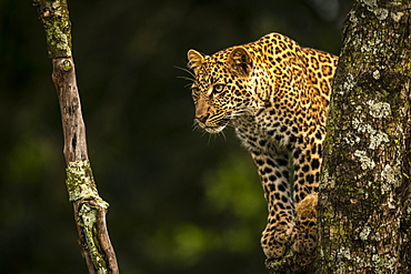 Leopard (Panthera pardus) looks down through lichen-covered tree branches, Maasai Mara National Reserve, Kenya