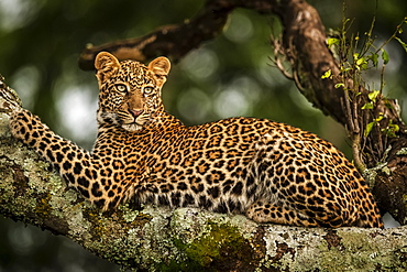 Close-up of leopard (Panthera pardus) lying on lichen-covered branch looking back, Maasai Mara National Reserve, Kenya