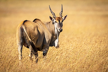 Eland (Taurotragus oryx) stands in long grass looking back over shoulder, Maasai Mara National Reserve, Kenya