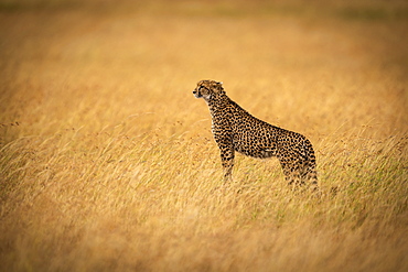 Cheetah (Acinonyx jubatus) stands on mound in long grass, Maasai Mara National Reserve, Kenya