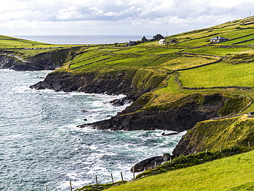 Lush,bright green grass in farm fields along the rugged coastline of County Kerry, Ballyferriter, County Kerry, Ireland