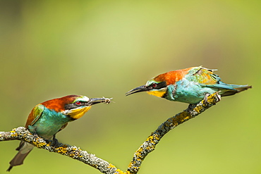 European bee-eaters (Merops apiaster) perched on a branch, one with an insect in it's mouth, Pusztaszer, Hungary