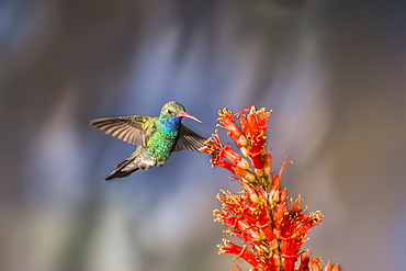 Broad-billed hummingbird (Cynanthus latirostris) approaching a blossoming plant with flowers, taken with a flash, Madera Canyon, Arizona, United States of America