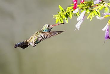 Broad-billed hummingbird (Cynanthus latirostris) approaching a blossoming plant with flowers, taken with a flash, Madera Canyon, Arizona, United States of America