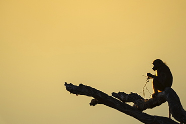 Baboon sitting on a tree branch at sunset, Botswana