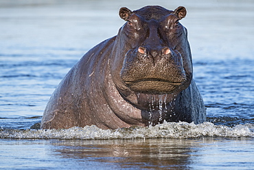 Hippopotamus (Hippopotamus amphibius) coming up out of the water, Botswana