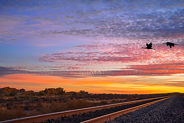 Sandhill cranes (Antigone canadensis) in flight over railroad tracks at sunset, Bosque del Apache National Wildlife Refuge, New Mexico, United States of America