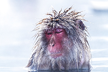 Snow monkey (Macaca fuscata) in the rain, Nagano, Chubu region, Japan