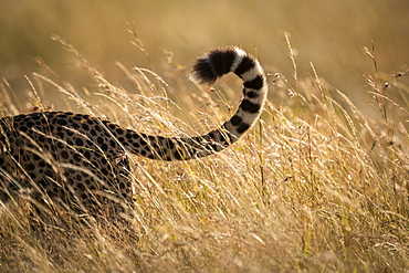 Close-up of tail of cheetah (Acinonyx jubatus) in grass, Maasai Mara National Reserve, Kenya