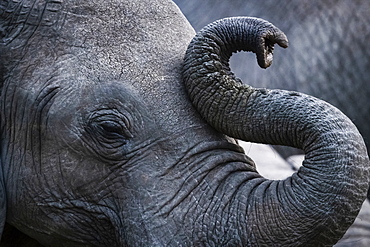 Close-up of African bush elephant (Loxodonta africana) curling up trunk, Maasai Mara National Reserve, Kenya