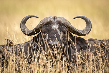 Close-up of African buffalo (Syncerus caffer)head through grass, Maasai Mara National Reserve, Kenya