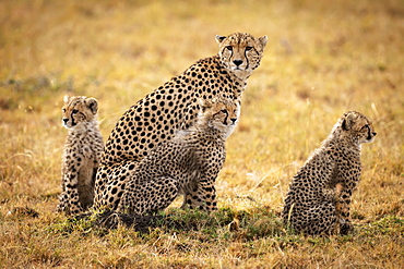 Cheetah (Acinonyx jubatus) sits in grass with three cubs, Maasai Mara National Reserve, Kenya