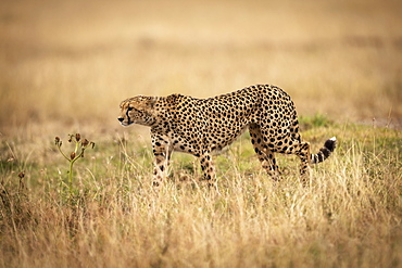 Cheetah (Acinonyx jubatus) on savannah walks through long grass, Maasai Mara National Reserve, Kenya