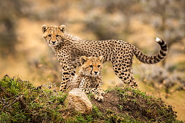 Two cheetah cubs (Acinonyx jubatus) lying and standing on grassy mound, Maasai Mara National Reserve, Kenya