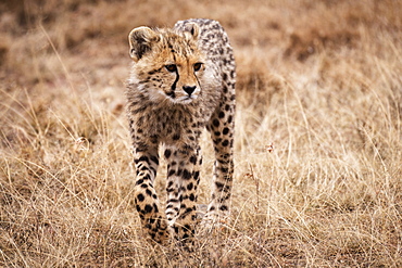 Cheetah (Acinonyx jubatus) cub walks towards camera in grass, Maasai Mara National Reserve, Kenya