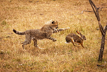 Cheetah (Acinonyx jubatus) cub chasing scrub hare (Lepus saxatilis), Maasai Mara National Reserve, Kenya