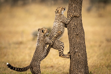 Cheetah cub (Acinonyx jubatus) pulls back another climbing tree, Maasai Mara National Reserve, Kenya