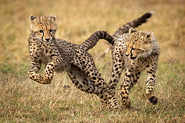 Cheetah cub (Acinonyx jubatus) jumps away from it's sibling, Maasai Mara National Reserve, Kenya