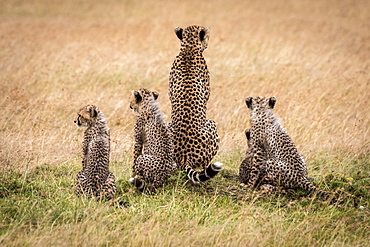 Cheetah (Acinonyx jubatus) and four cubs facing away, Maasai Mara National Reserve, Kenya