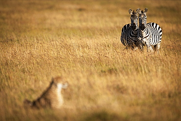 Two Burchell's zebras (Equus quagga burchellii) watch cheetah (Acinonyx jubatu) in long grass, Maasai Mara National Reserve, Kenya