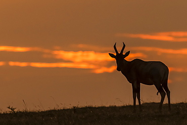 Topi (Damaliscus lunatus jimela) in silhouette on horizon at sunset, Maasai Mara National Reserve, Kenya