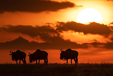 Three blue wildebeest (Connochaetes taurinus) silhouetted against setting sun, Maasai Mara National Reserve, Kenya