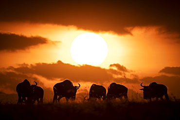 Six blue wildebeest (Connochaetes taurinus) silhouetted against setting sun, Maasai Mara National Reserve, Kenya