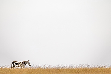 Plains zebra (Equus quagga burchellii) walking on horizon in grass, Maasai Mara National Reserve, Kenya