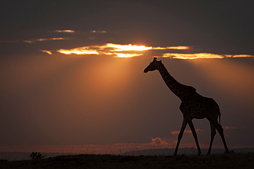 Masai giraffe (Giraffa camelopardalis tippelskirchii) walks along horizon at sundown, Maasai Mara National Reserve, Kenya