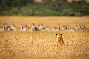 Lion (Panthera leo) sits in long grass watching zebra (Equus quagga), Maasai Mara National Reserve, Kenya