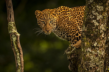 Leopard (Panthera pardus) stares between branches covered in lichen, Maasai Mara National Reserve, Kenya