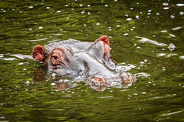 Head of hippopotamus (Hippopotamus amphibius) eyeing camera in water, Maasai Mara National Reserve, Kenya