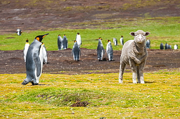 King penguins (Aptenodytes patagonicus) and a sheep (Ovis aries) in a field, Falkland Islands