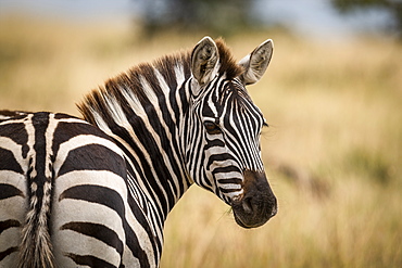 Close-up of plains zebra (Equus quagga) turning head around to look at camera, Maasai Mara National Reserve, Kenya