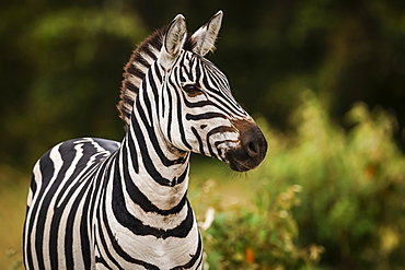 Close-up of plains zebra (Equus quagga) looking at camera, Maasai Mara National Reserve, Kenya