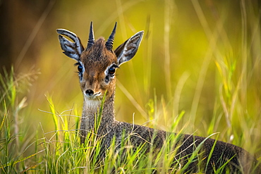 Close-up of Kirk's dik-dik (Madoqua kirkii) in long grass, Maasai Mara National Reserve, Kenya