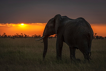 African bush elephant (Loxodonta africana) walks towards horizon at sunset, Maasai Mara National Reserve, Kenya