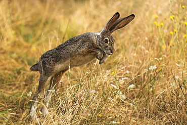 Rabbit jumping, Cascade Siskiyou National Monument, Ashland, Oregon, United States of America