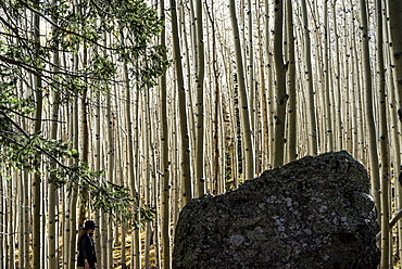 A woman walks alone among the tall, leafless tree trunks in a forest, Arizona, United States of America