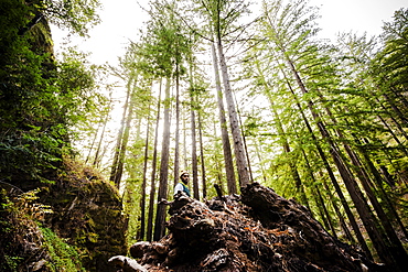 A man stands in a forest among tall trees, Julia Pfeiffer Burns State Park, California, United States of America