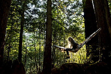 A woman sits in a hammock in a forest at sunset, Arizona, United States of America