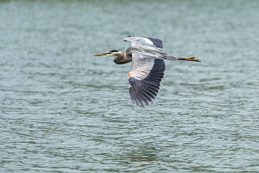 Great Blue Heron (Ardea herodias) flying over a lake, Ashland, Oregon, United States of America