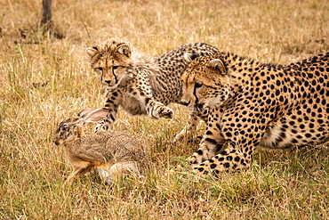 A mother cheetah (Acinonyx jubatus) and her cub chase a scrub hare (Lepus saxatilis) on a grassy plain. They have golden fur covered with black spots, and the cub is stretching out it's paw to catch the hare. Masai Mara, Kenya