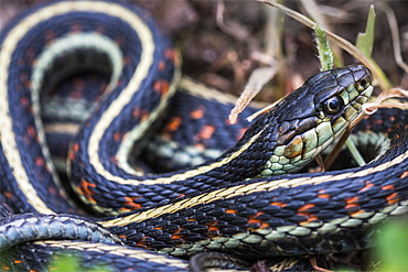 A western terrestrial garter snake (Thamnophis elegans) soaks up some sunlight in Oregon, Astoria, Oregon, United States of America