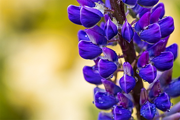 Russell lupine (Lupinus polyphyllus) blooms in a garden in Oregon, Astoria, Oregon, United States of America